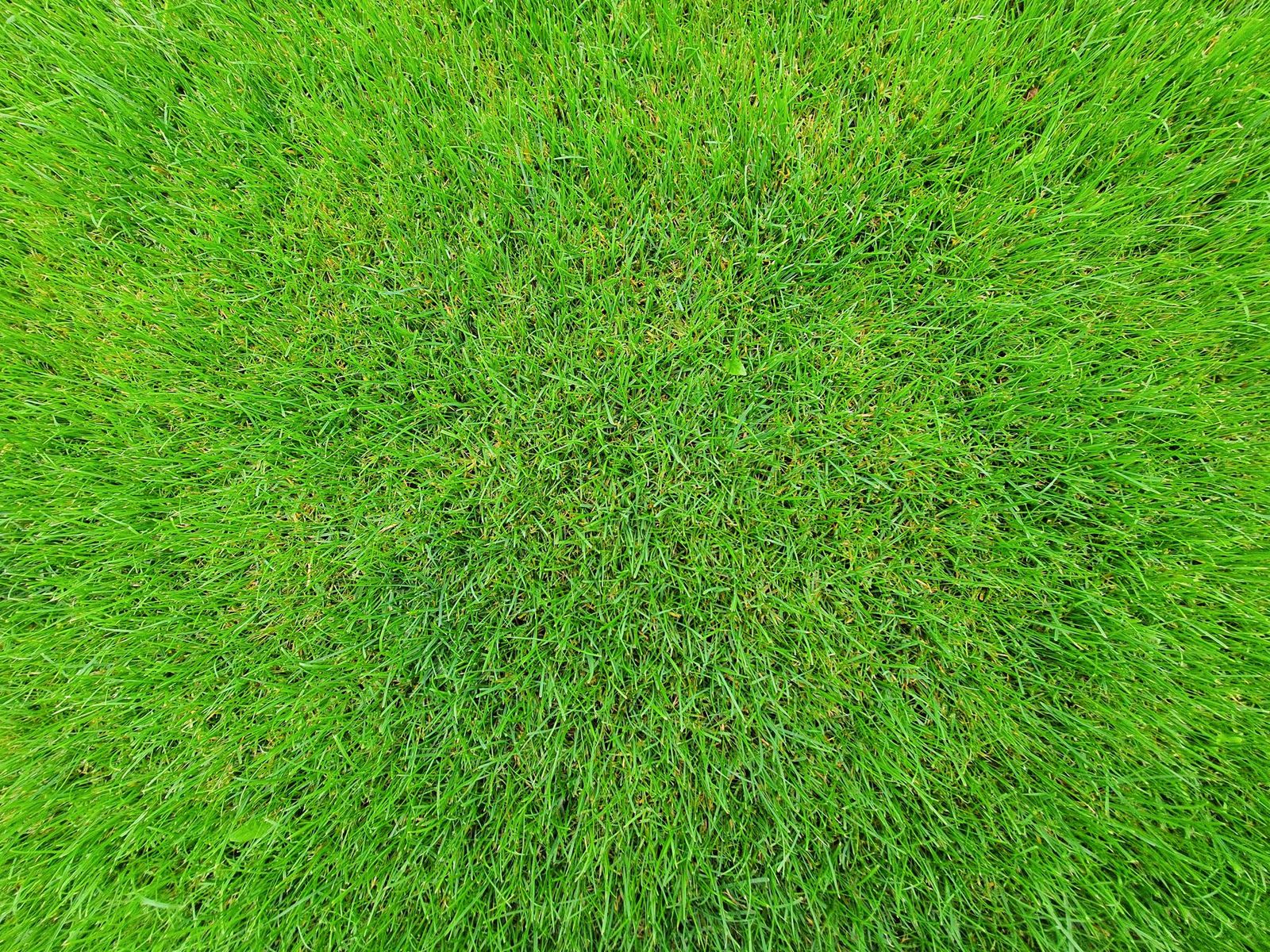 Nahaufnahme von frischem grünem Gras
